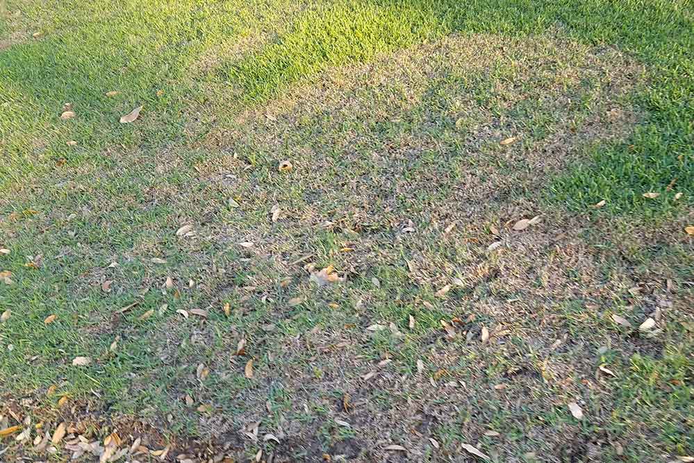 Picture of brown patch fungus in grass in baton rouge louisiana