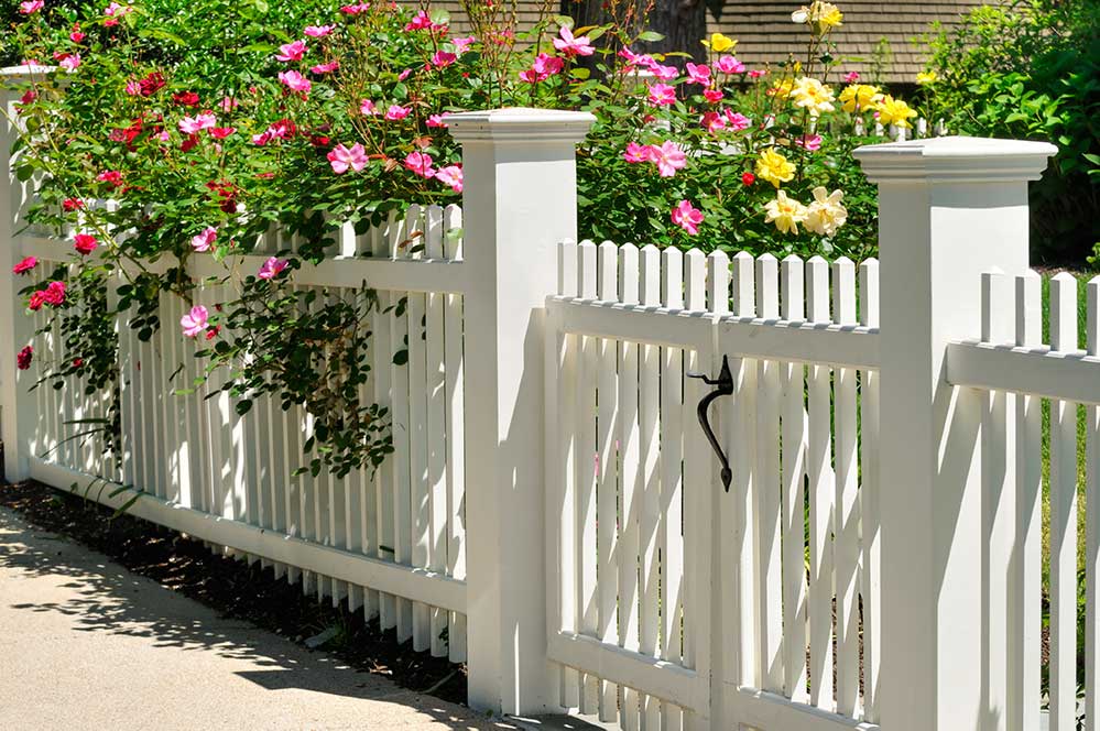 Picture of roses on a white picket fence