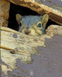 squirrel in a house