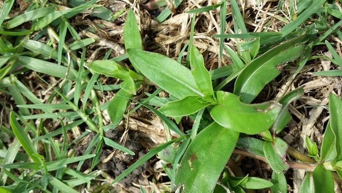 Picture of virginia buttonweed in Baton Rouge lawn