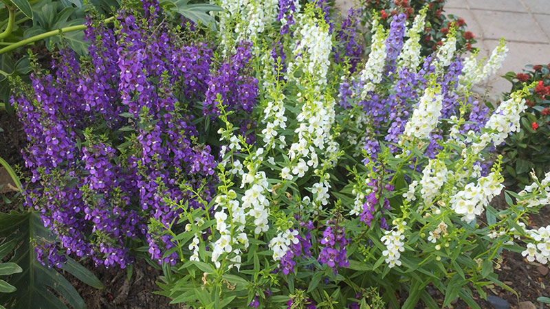 Picture of beautiful flowers called angelonia in baton rouge louisiana