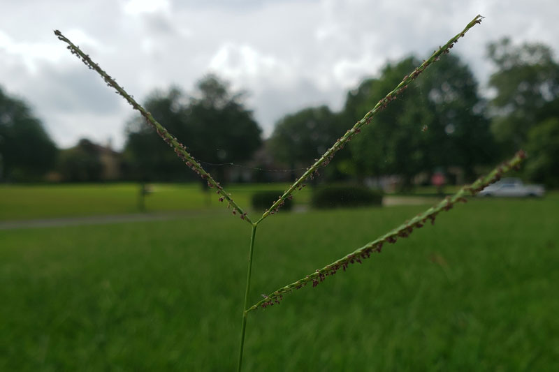 Picture of carpetgrass seed head at front lawn of a home in Baton Rouge Louisiana