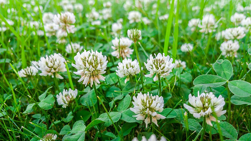 Picture of clovers in grass in baton rouge