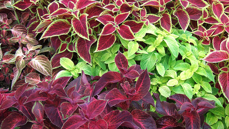 Picture of a landscape bed of coleus in New Orleans Louisiana