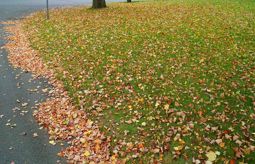 Picture of lawn covered in leaves during fall in baton rouge louisiana