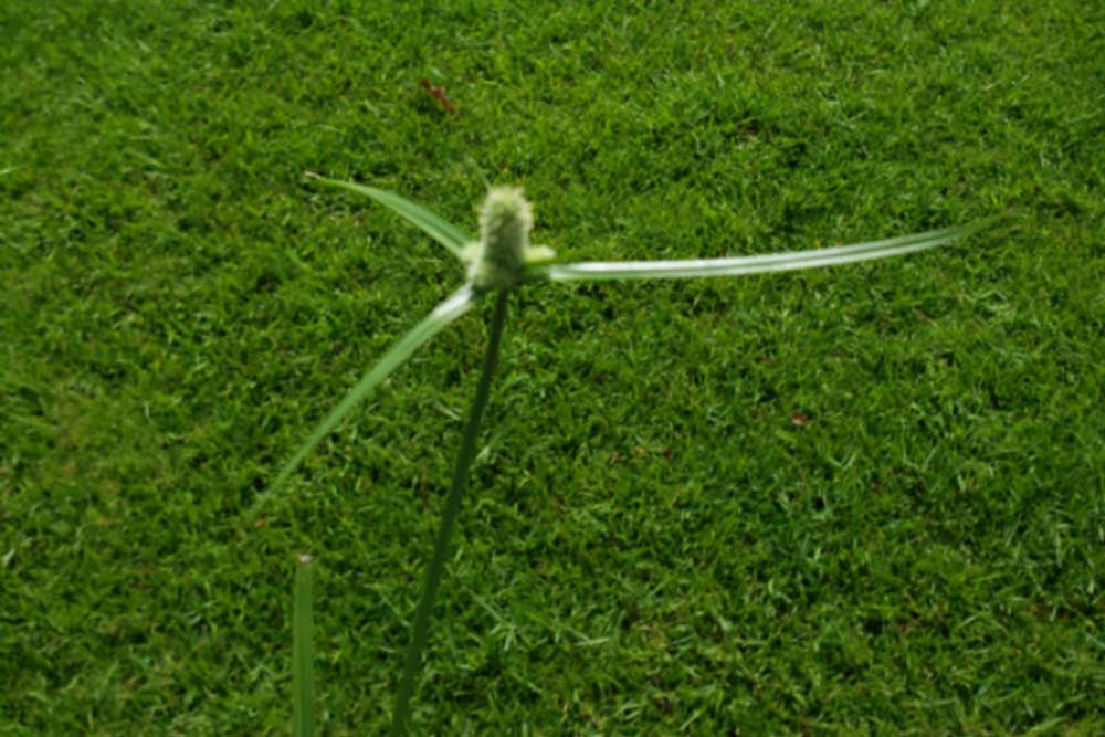 Picture of green kyllinga weed in baton rouge, louisiana