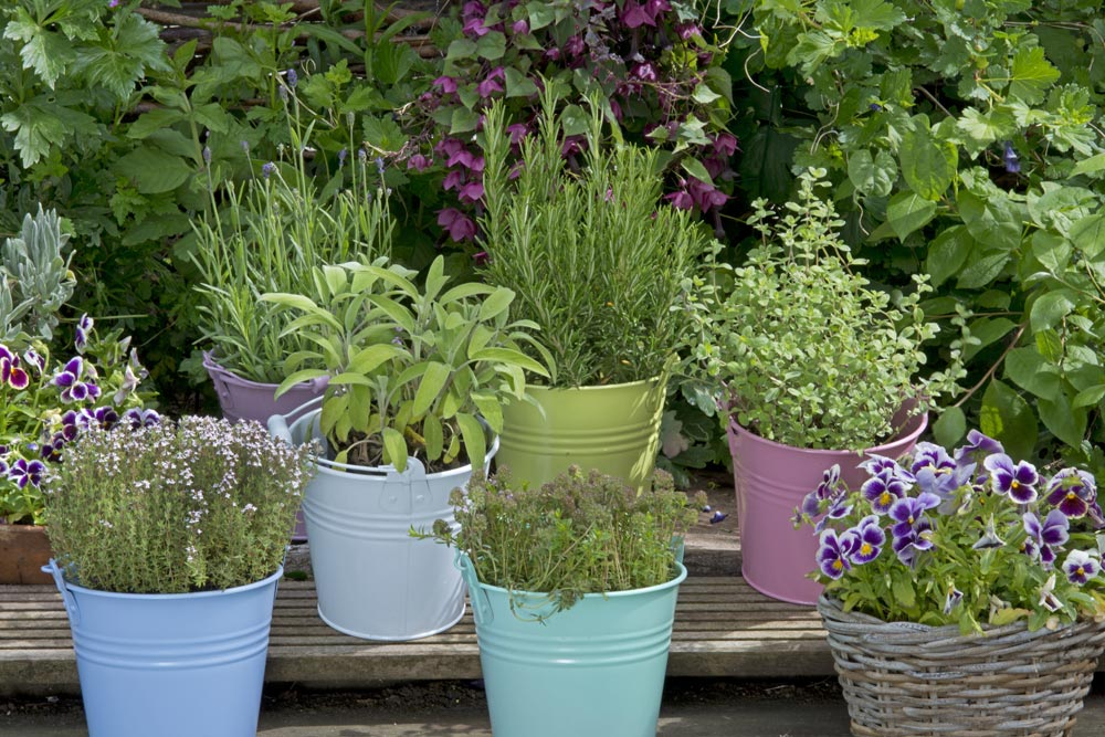 Picture of potted herbs like thyme, rosemary, and sage
