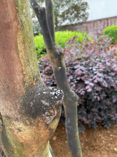 Picture of crepe myrtle bark scale in Baton Rouge Louisiana