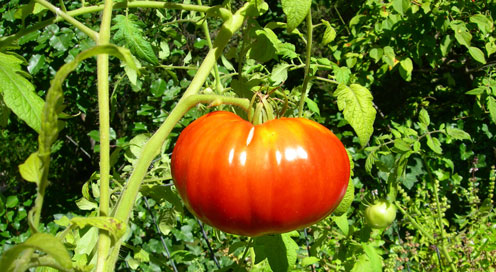 Picture of a tomato in Louisiana