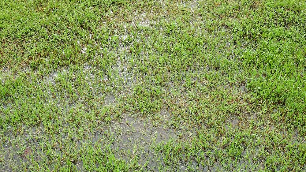 Picture of a wet lawn in Baton Rouge, Louisiana