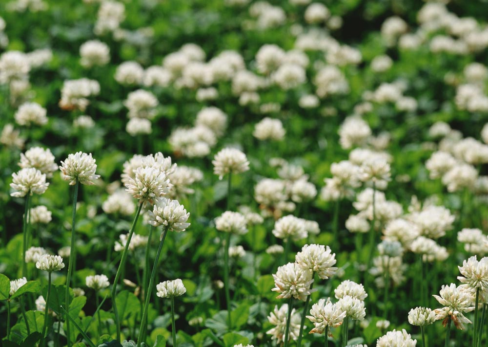 Picture of white clover in Baton Rouge