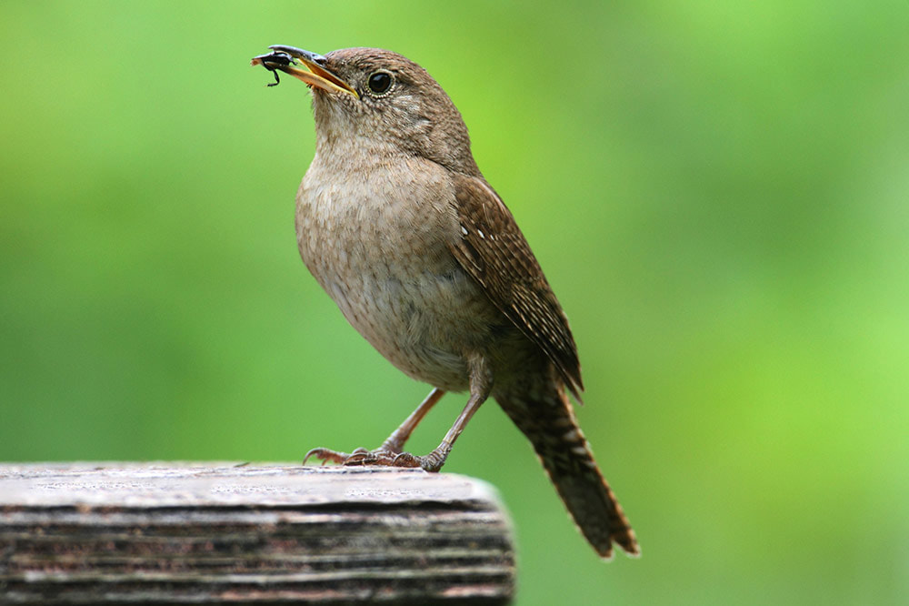 Picture of wren eating a bug in Baton Rouge Louisiana