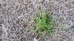 annual poa in grass