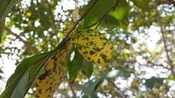 cercospora leaf spot crepe myrtle baton rouge louisiana