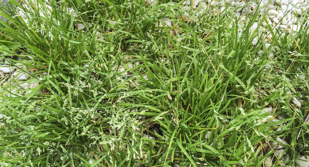 Picture of annua poa a winter weed in new orleans