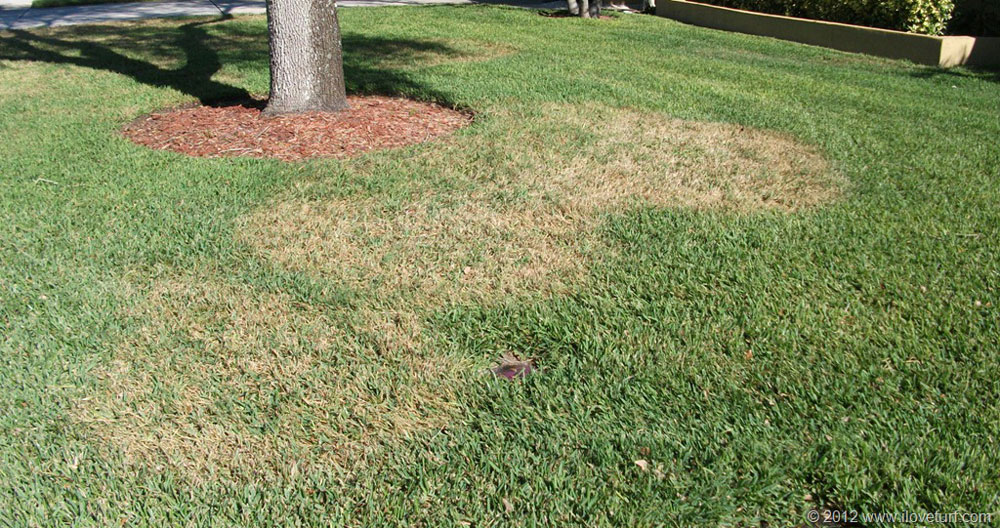 Picture of brown patch damage to grass in baton rouge louisiana