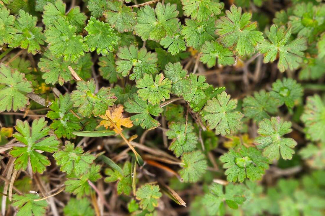Picture of carolina geranium weeds in a baton rouge lawn