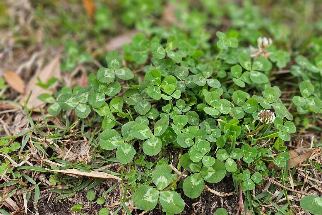 Picture of white clover in baton rouge lawn