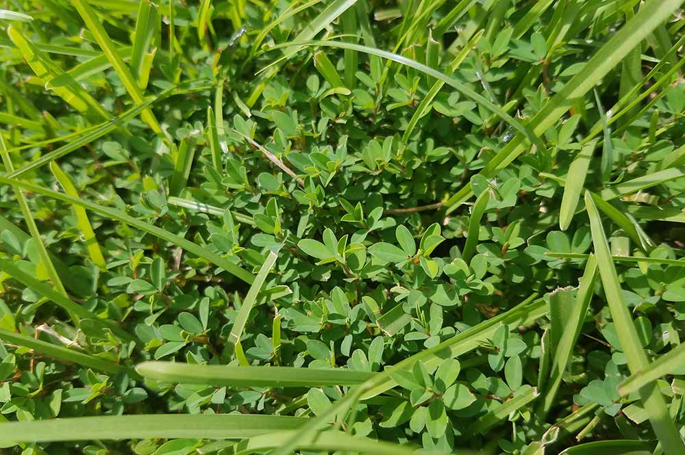 Picture of common lespedeza weeds in baton rouge lawn