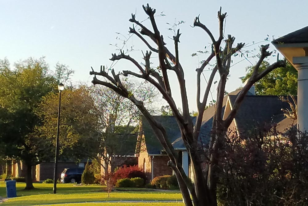 Picture of crepe myrtle pruned incorrectly aka crepe murder