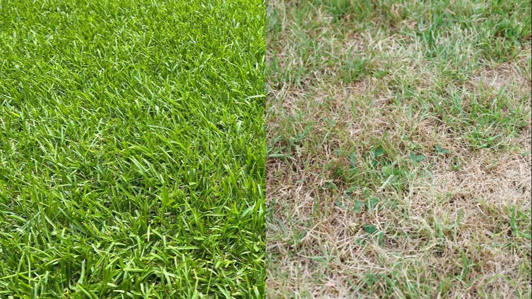 Picture of lawn fertilzation transformation
