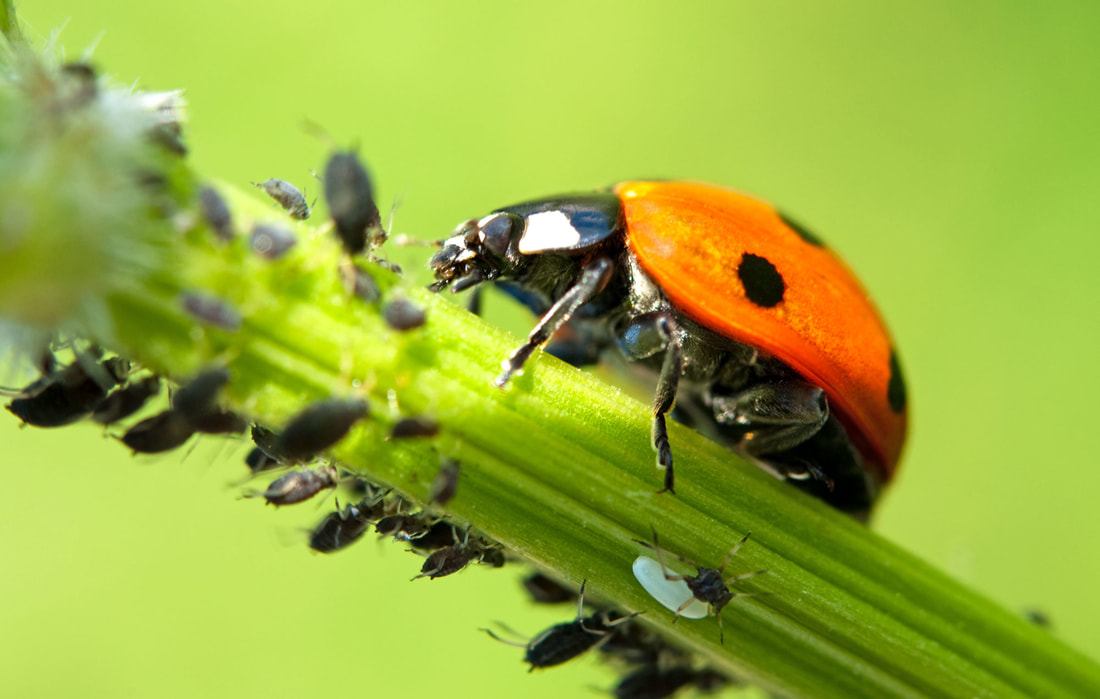 Picture of ladybug eating aphids in new orleans