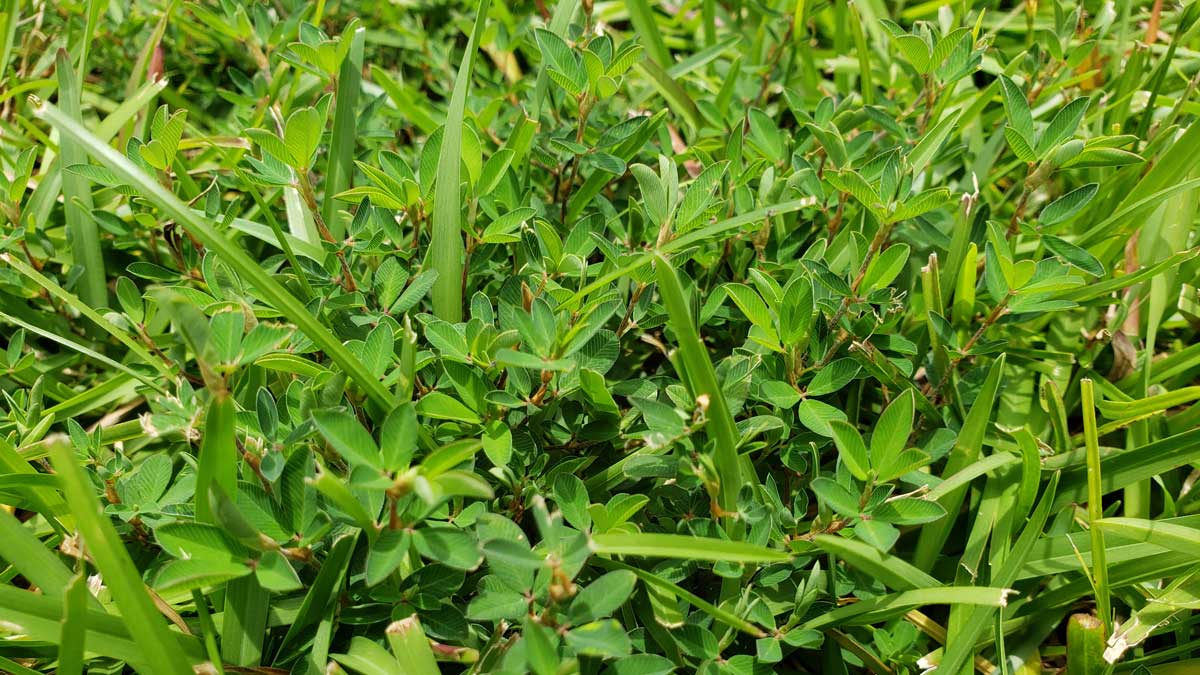 Picture of lespedeza weed 
