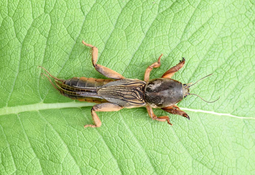 Picture of mole cricket on a leaf in Baton Rouge Louisiana