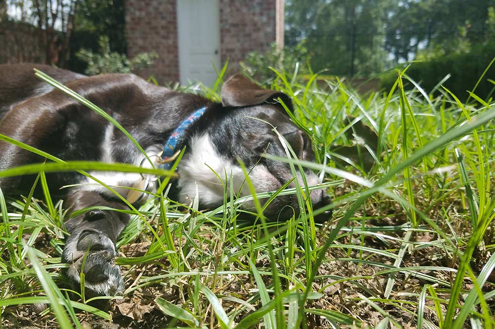 Picture of dog sunbathing in nutsedge weeds