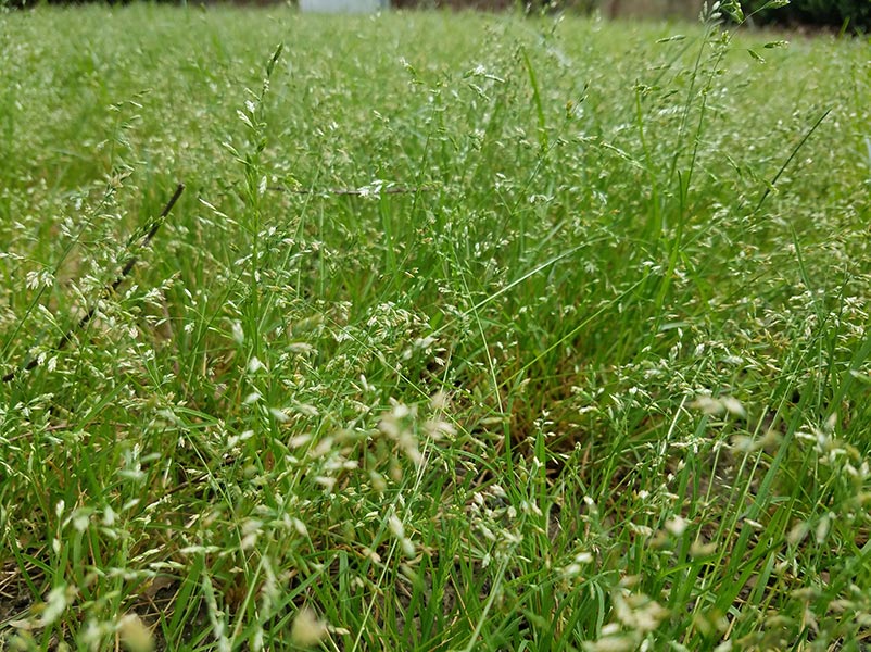 Picture of poa annua in a lawn