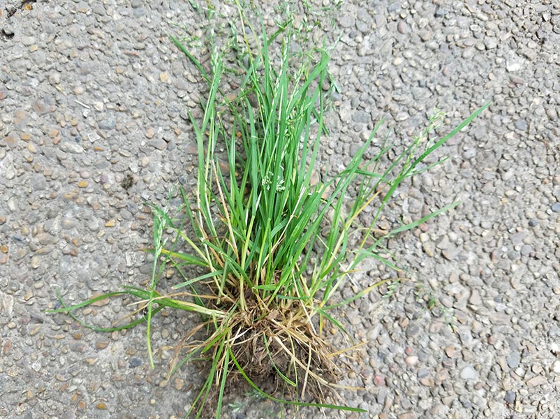 Picture of poa annua isolated on pavement