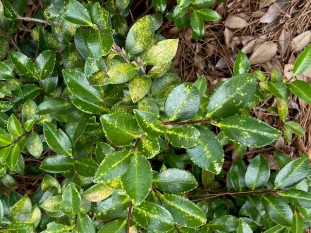 Picture of tea scale infestation on camellia shrub