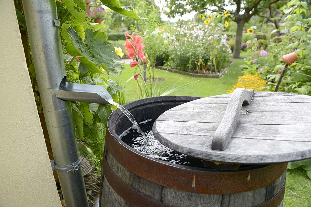 Picture of a rain barrel as an water solution for landscaping
