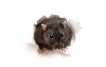 Picture of Rat