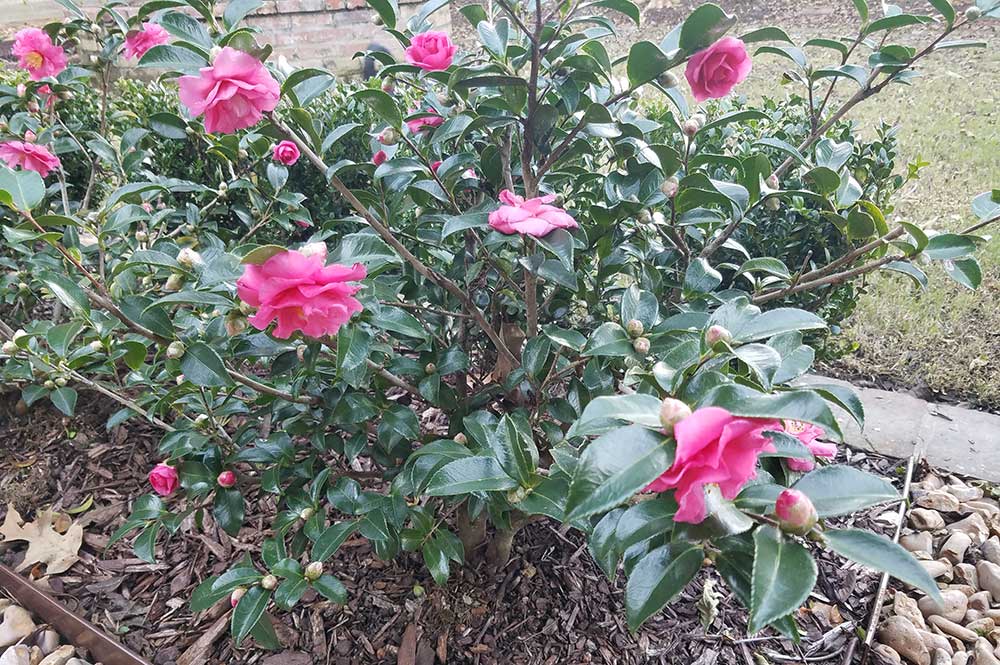 Picture of shi shi camellia in Baton Rouge Louisiana