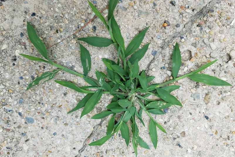 Picture of smooth crabgrass weed