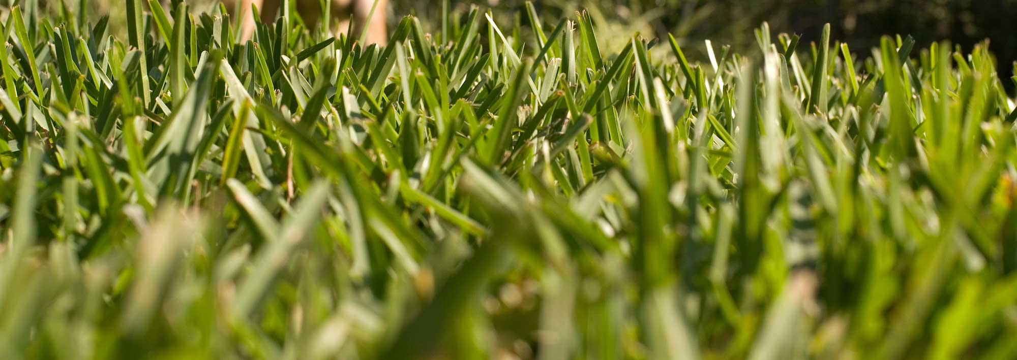 Picture of st. augustine grass