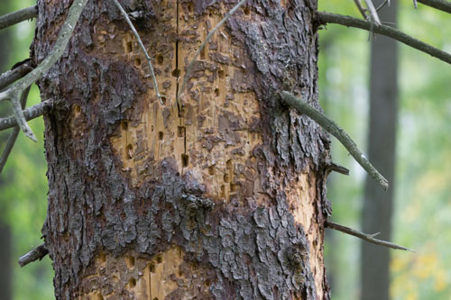 Termite damage on a tree