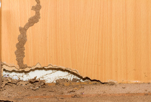 termite tunnel and termite damage